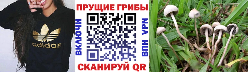 Галлюциногенные грибы Psilocybine cubensis Кунгур