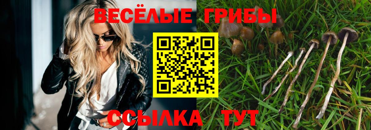 наркота  Кунгур  Псилоцибиновые грибы Psilocybe 